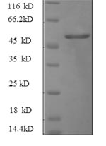 SDS-PAGE- Recombinant protein Rat Hgf