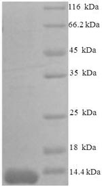 SDS-PAGE- Recombinant protein Mouse Ccl7