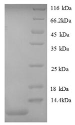 SDS-PAGE- Recombinant protein Mouse Cxcl1