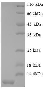 SDS-PAGE- Recombinant protein Mouse Cxcl2