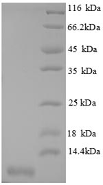 SDS-PAGE- Recombinant protein Mouse Cxcl3