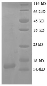 SDS-PAGE- Recombinant protein Mouse Cxcl9