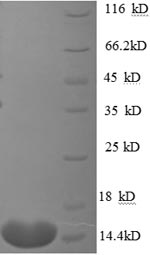 SDS-PAGE- Recombinant protein Human CTGF