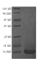 SDS-PAGE- Recombinant protein Human XCL1
