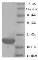 Recombinant Human Ubiquitin-like protein ISG15 (Isg15) - image 1
