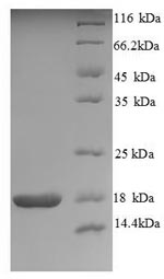 SDS-PAGE- Recombinant protein Human NTF4