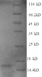 SDS-PAGE- Recombinant protein Human GDF15