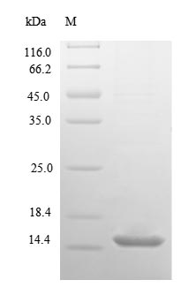 (Tris-Glycine gel) Discontinuous SDS-PAGE (reduced) with 5% enrichment gel and 15% separation gel. (Tris-Glycine gel) Discontinuous SDS-PAGE (reduced) with 5% enrichment gel and 15% separation gel.
