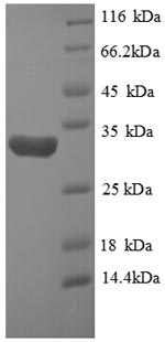 Recombinant Human Hypoxia-inducible factor 1-alpha (HIF1A) , partial - image 1