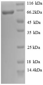Recombinant Human Cadherin-12 (CDH12) , partial - image 1