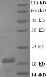 Recombinant Guinea Pig Interferon gamma (Ifng) , partial - image 1