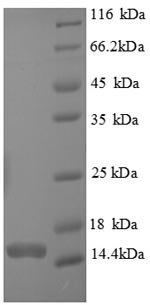 SDS-PAGE- Recombinant protein Human CASP7