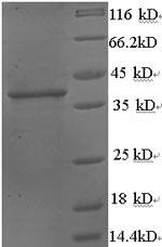 SDS-PAGE- Recombinant protein Human WNT3A