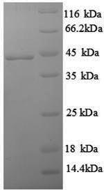 Recombinant Rat Interferon gamma (Ifng) - image 1