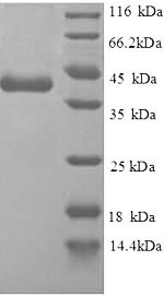 Recombinant Human Replication protein A 14KDA subunit (RPA3) , partial - image 1
