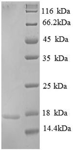 Recombinant Human Replication protein A 14KDA subunit (RPA3) , partial - image 1