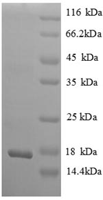 SDS-PAGE- Recombinant protein Rat Ngf