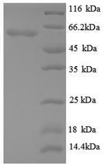 SDS-PAGE- Recombinant protein Mouse Angpt2