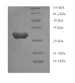 SDS-PAGE- Recombinant protein Human ASGR1