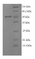 Recombinant Mouse Stromelysin-1 (Mmp3) - image 1