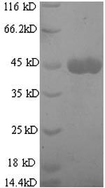 SDS-PAGE- Recombinant protein Mouse Mmp13