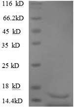 SDS-PAGE- Recombinant protein Human TGFB3