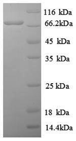 Recombinant Human Proto-oncogene c-Rel (REL) , partial - image 1