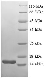 Recombinant Escherichia coli Thioredoxin-1 (trxA) - image 1