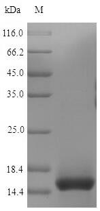 CSB-YP004931MO SDS-PAGE