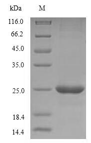 SDS-PAGE- Recombinant protein Human CD40LG