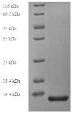 SDS-PAGE- Recombinant protein Human CD81