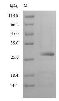 SDS-PAGE- Recombinant protein Human CELA2A