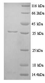 SDS-PAGE- Recombinant protein Rat Chrm1