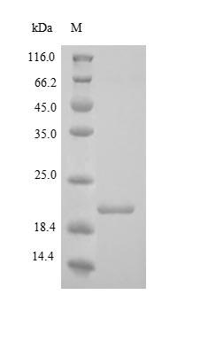 CSB-YP005725HU SDS