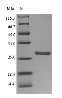 SDS-PAGE- Recombinant protein Human ELANE