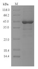 SDS-PAGE- Recombinant protein Human FCER1A