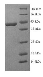 SDS-PAGE- Recombinant protein Human FGFR3