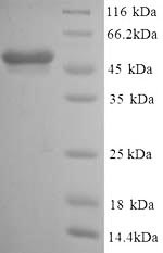 SDS-PAGE- Recombinant protein Mouse GFAP