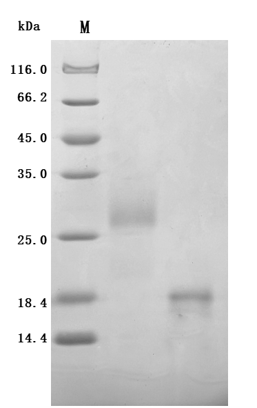 CSB-YP009514HU SDS-PAGE