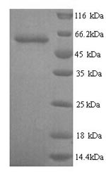 SDS-PAGE- Recombinant protein Human GPC6