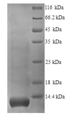 SDS-PAGE- Recombinant protein Human GYPA