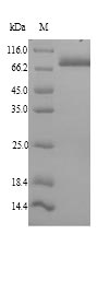 SDS-PAGE- Recombinant protein Mouse Hspa5