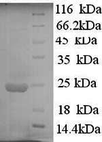 SDS-PAGE- Recombinant protein Human IFNA10