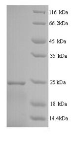SDS-PAGE- Recombinant protein Human IFNA14