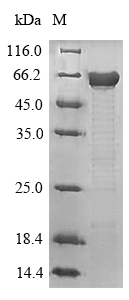 SDS-PAGE- Recombinant protein Mouse Mapt