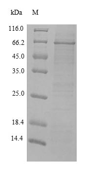 SDS-PAGE- Recombinant protein Rat Mmp2