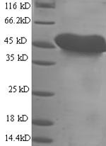 SDS-PAGE- Recombinant protein Mouse Msln