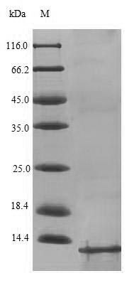 (Tris-Glycine gel) Discontinuous SDS-PAGE (reduced) with 5% enrichment gel and 15% separation gel. (Tris-Glycine gel) Discontinuous SDS-PAGE (reduced) with 5% enrichment gel and 15% separation gel.