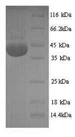 SDS-PAGE- Recombinant protein Rat Nox4