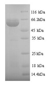 SDS-PAGE- Recombinant protein Human P4hb